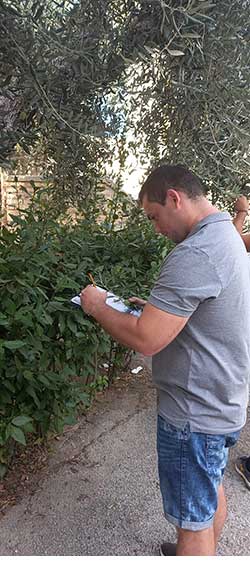 Un ricercatore della UnivPM verifica una pianta di ulivo