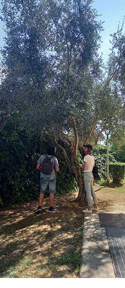 Due ricercatori della UnivPM verificano una pianta di ulivo