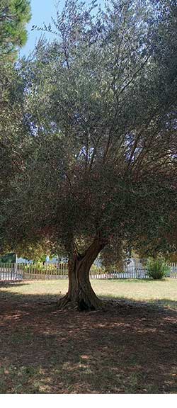 Altra pianta di ulivo