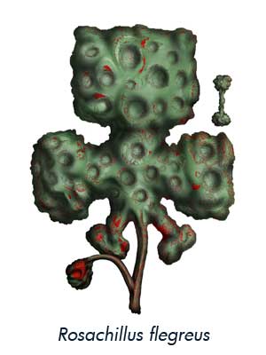 Rosachillus flegreus