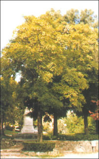 foto Acero
