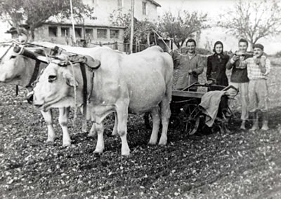 Lavori agricoli, Marino del Tronto - anni '50