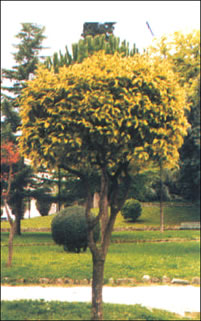 foto Ligustro