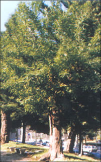 foto Acacia