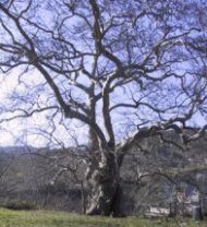 foto albero di Piccioni