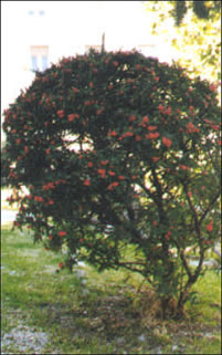 foto Agazzino
