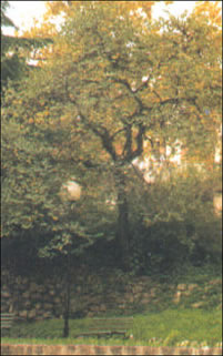 foto albero di Giuda