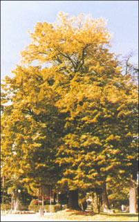 foto Tuglia