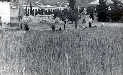 Orti di guerra - anno 1941